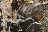 Polished Petrified Shrinkwood Slab - Live Oak County, Texas #163666-1